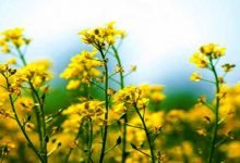 Assam: Distribution of rapeseed-mustard under zero tillage in Hailakandi