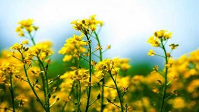 Assam: Distribution of rapeseed-mustard under zero tillage in Hailakandi