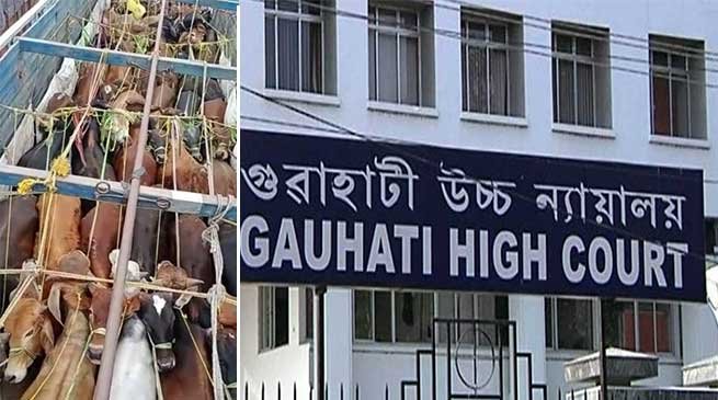 Assam Cattle Syndicate: PIL filed at GHC seeking CBI enquiry