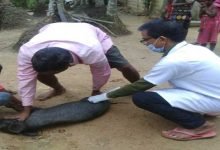 swine fever in Assam: Massive vaccination drive of pigs in Hailakandi 