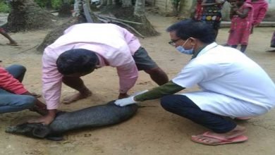 swine fever in Assam: Massive vaccination drive of pigs in Hailakandi 