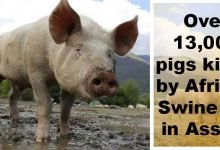 Assam: Over 13,000 pigs killed by African Swine Flu