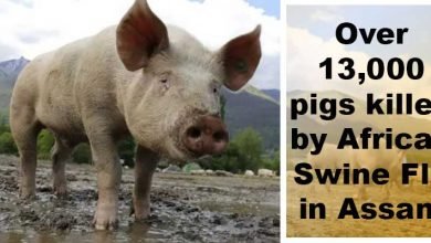 Assam: Over 13,000 pigs killed by African Swine Flu