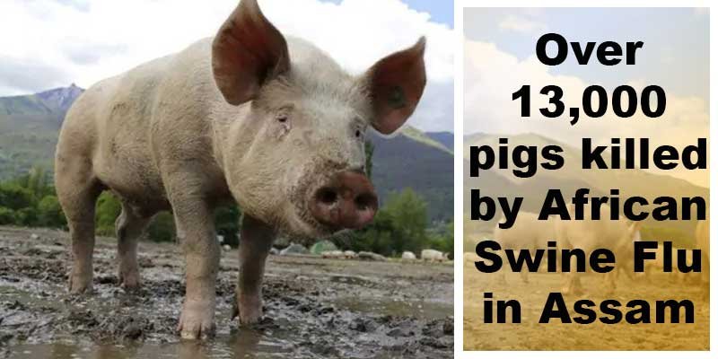 Assam: Over 13,000 pigs killed by African Swine Flu