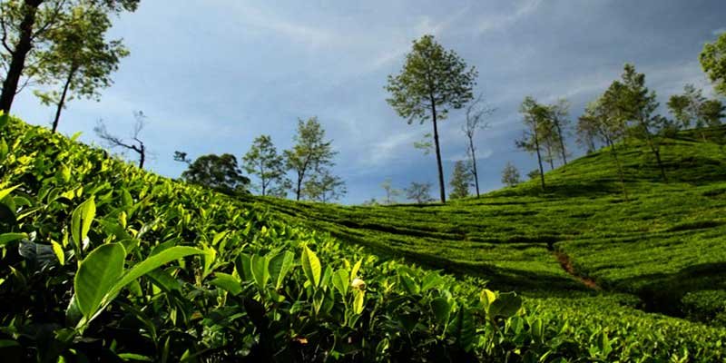 Tea industry in Assam, W-Bengal faces 2100 Cr loss due to Lockdown- ITA