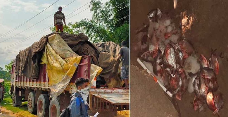 Assam: 480 kg stale fish imported from Andhra Pradesh seized and destroyed in Hailakandi 
