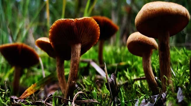 Meghalaya- 12 people including 6 from Meghalaya died after consuming wild mushrooms