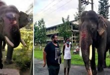 World Elephant Day: Meet World's Oldest Asiatic Tusker Bijuli Prasad