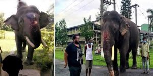 World Elephant Day: Meet World's Oldest Asiatic Tusker Bijuli Prasad