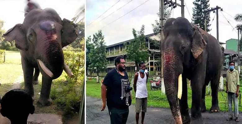 World Elephant Day: Meet World's Oldest Asiatic Tusker Bijuli Prasad