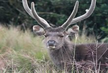 Meghalaya: Two arrested for killing endangered sambhar deer in West Garo Hills