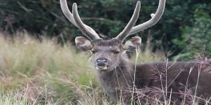 Meghalaya: Two arrested for killing endangered sambhar deer in West Garo Hills