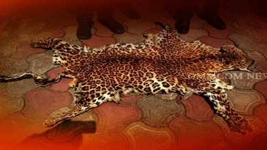 Assam: Animal skins smuggling racket busted, 3 poachers arrested