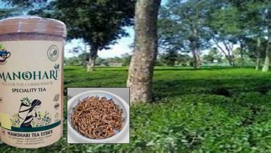 Assam: Manohari gold Tea breaks it's own record