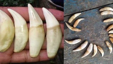 Assam: 16 tiger teeth sezied, 4 arrested in Karbianglong