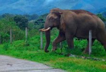 Assam: Two Elephant die after getting electrocuted in Sivasagar