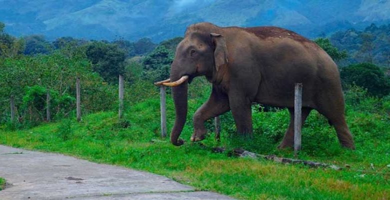 Assam: Two Elephant die after getting electrocuted in Sivasagar