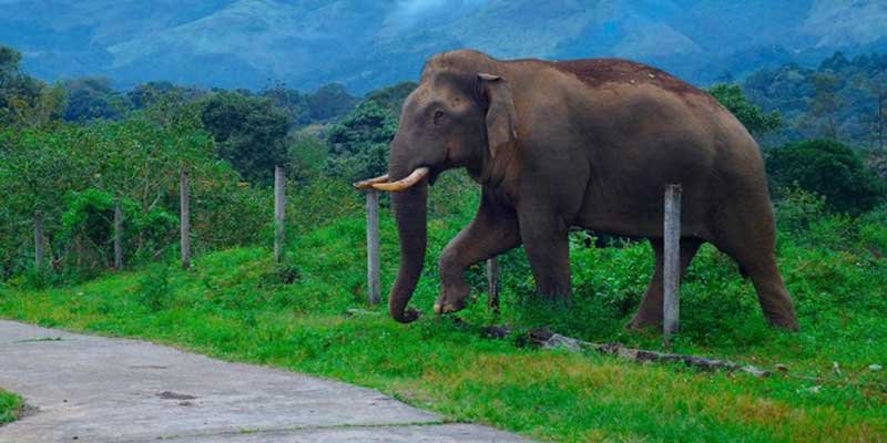 Assam: Two Elephant die after getting electrocuted in Sivasagar