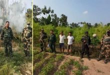 Meghalaya: BSF, Police destroy illegal cultivation of Hemp plants in Tura
