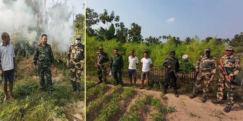 Meghalaya: BSF, Police destroy illegal cultivation of Hemp plants in Tura