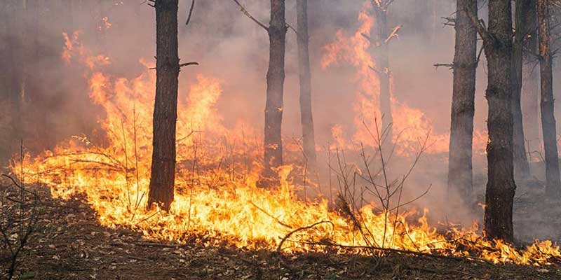 Mizoram: 1,300 forest fires reported in 2020
