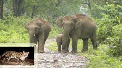 Assam Govt notifies Dihing Patkai as a National Park- Minister for E&F