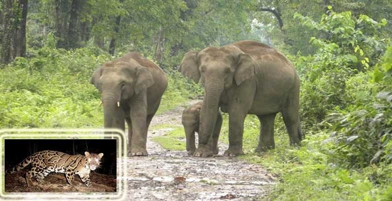 Assam Govt notifies Dihing Patkai as a National Park- Minister for E&F