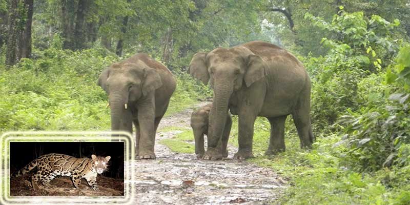Assam Govt notifies Dihing Patkai as a National Park- Minister for E&F