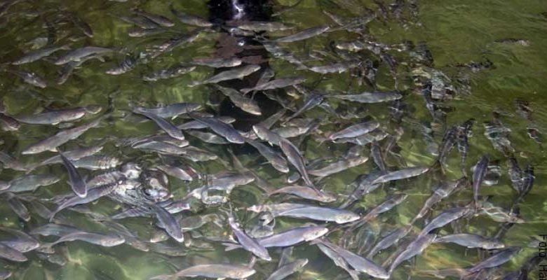 Assam: Step up fish production to ameliorate farmers' economic lot, says Parimal Suklabaidya to FDOs