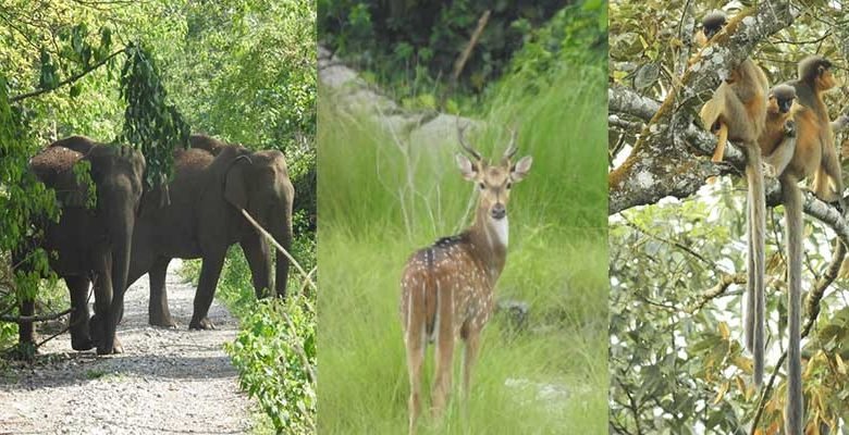 Assam:  Raimona National Park will fulfill the UN vision of Ecosystem Restoration- Minister E&F