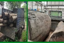 Assam: Sal logs seized by forest personnel in Goalpara, Barpeta districts