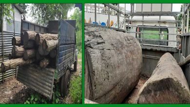 Assam: Sal logs seized by forest personnel in Goalpara, Barpeta districts