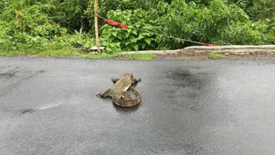 Assam: Asian Monitor Lizard knocked down by vehicle dies