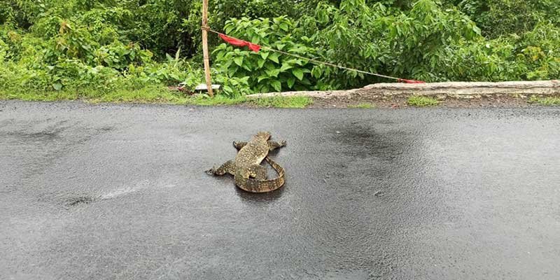 Assam: Asian Monitor Lizard knocked down by vehicle dies