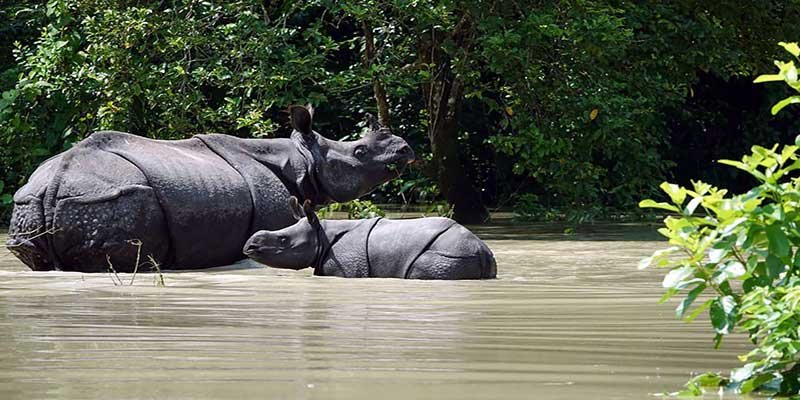 Assam: Meeting held to mitigate flood in Kaziranga National Park