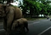 Assam: Golaghat Police Arrest Female Elephant For Killing 14-year-old Boy