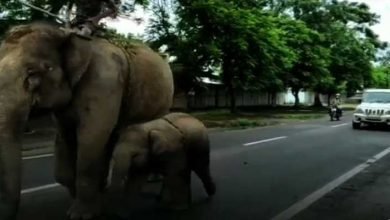 Assam: Golaghat Police Arrest Female Elephant For Killing 14-year-old Boy