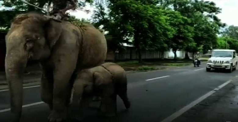 Assam: Golaghat Police Arrest Female Elephant For Killing 14-year-old Boy