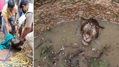 Assam: Leopard trapped in open well on the fringe of Garbhanga forest rescued
