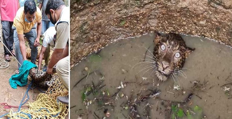 Assam: Leopard trapped in open well on the fringe of Garbhanga forest rescued