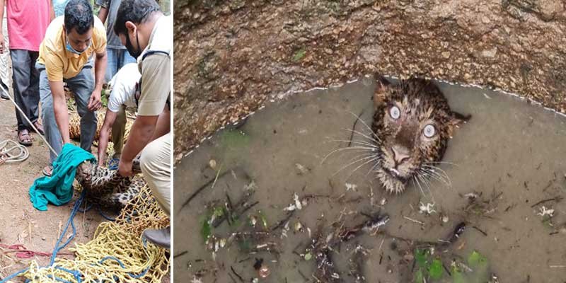 Assam: Leopard trapped in open well on the fringe of Garbhanga forest rescued