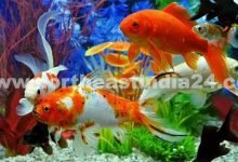 Assam making good strides in breeding of native, exotic ornamental fish