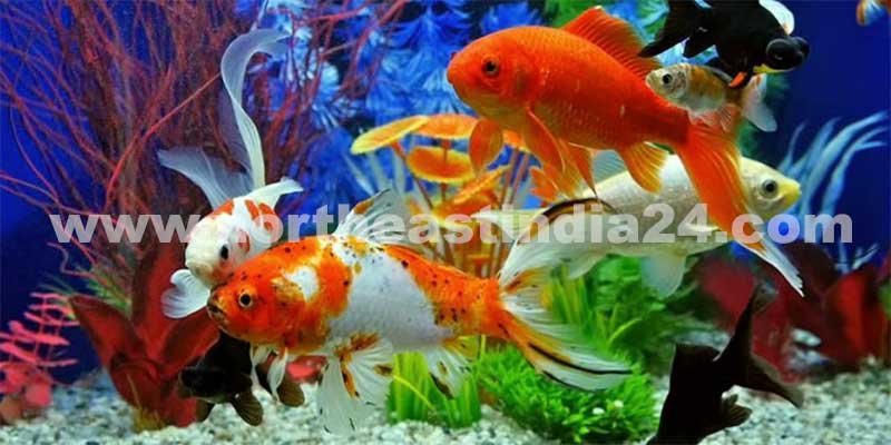 Assam making good strides in breeding of native, exotic ornamental fish