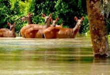 Assam: Floods claim lives of feral horses, hog deer in Assam national parks