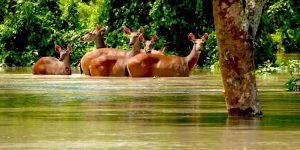 Assam: Floods claim lives of feral horses, hog deer in Assam national parks