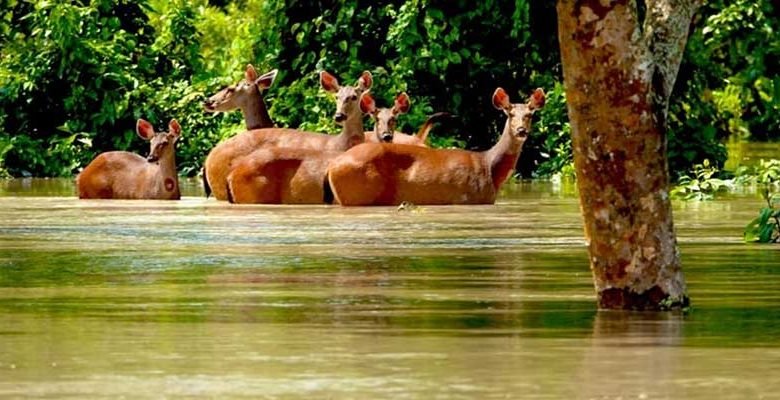 Assam: Floods claim lives of feral horses, hog deer in Assam national parks