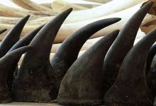 Assam to destroy rhino horns stored over four decades