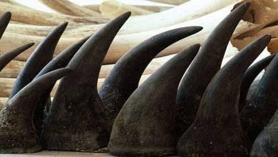 Assam to destroy rhino horns stored over four decades
