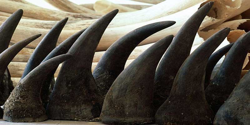 Assam to destroy rhino horns stored over four decades