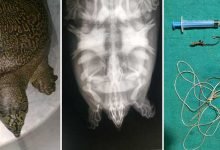 Assam: WTI’s veterinarian removes fishing hook swallowed by endangered turtle